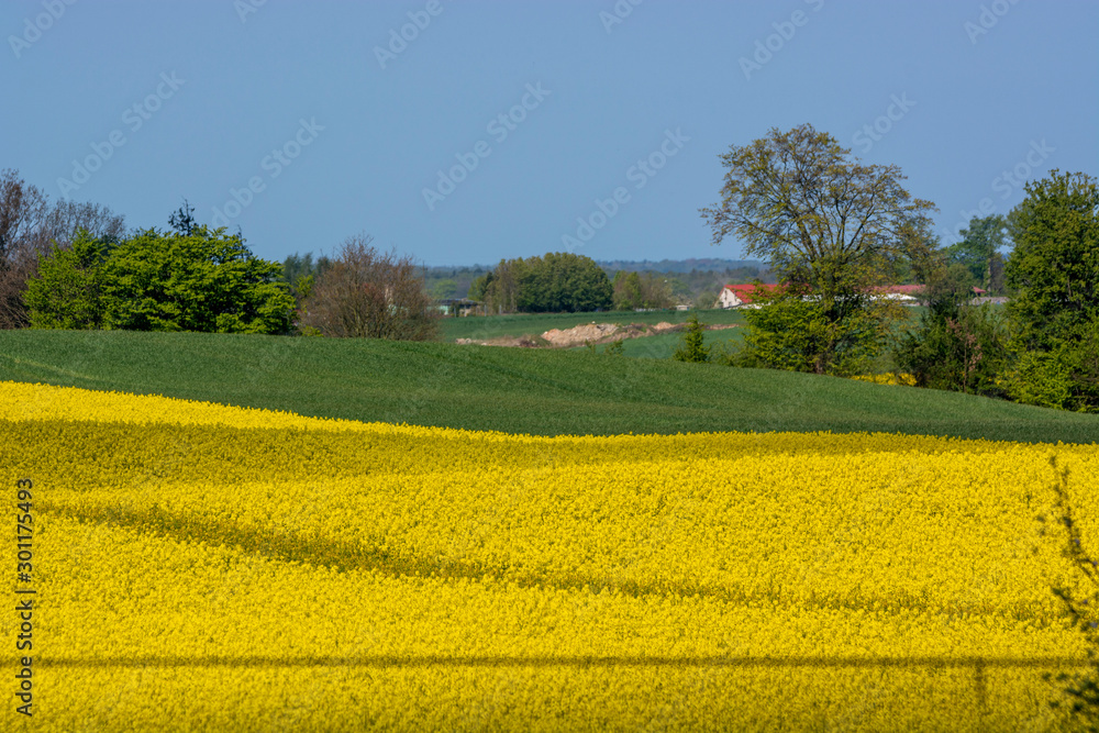 yellow rape fields