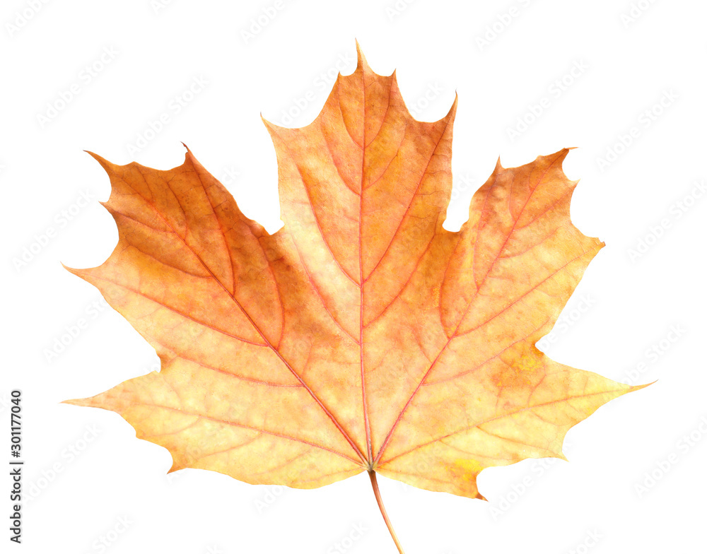 Beautiful leaf isolated on white. Autumn season Beautiful leaf isolated on white. Autumn season