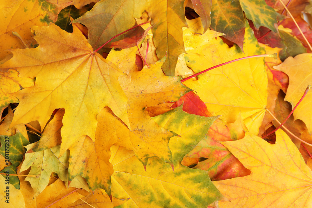 Beautiful golden autumn leaves as background, top view