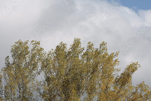 Copas de los arboles en una mañana soleada azotada por el viento