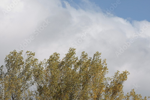 Copas de los arboles en una mañana soleada azotada por el viento
