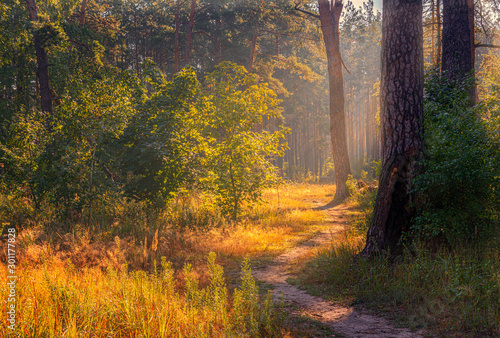 Walk in the woods. Pleasant weather. Sun rays play in the branches of trees. 