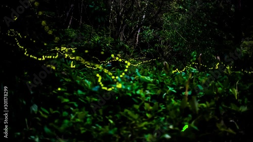 Taipei Wulai Yunxian Paradise Firefly TimeLAPSE Video TAIWAN