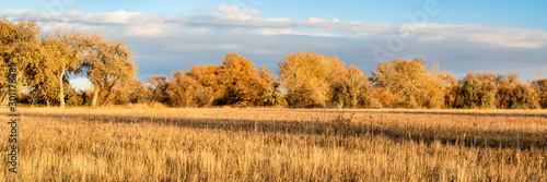 cottonwood trees and meadow in late fall photo