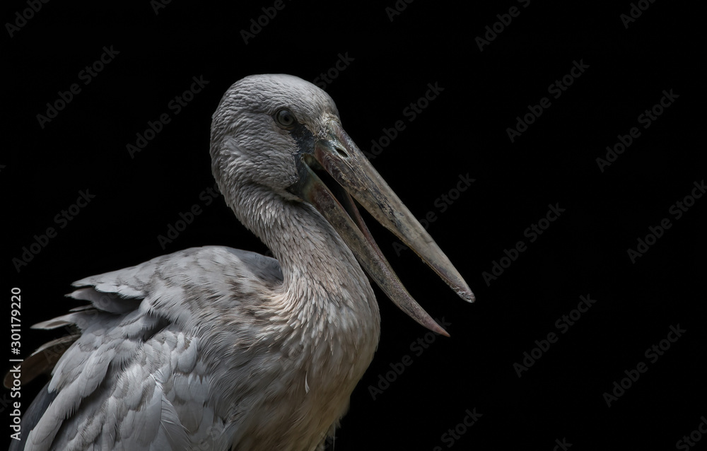 Fototapeta premium Asian Openbill (Anastomus oscitans) with black background.