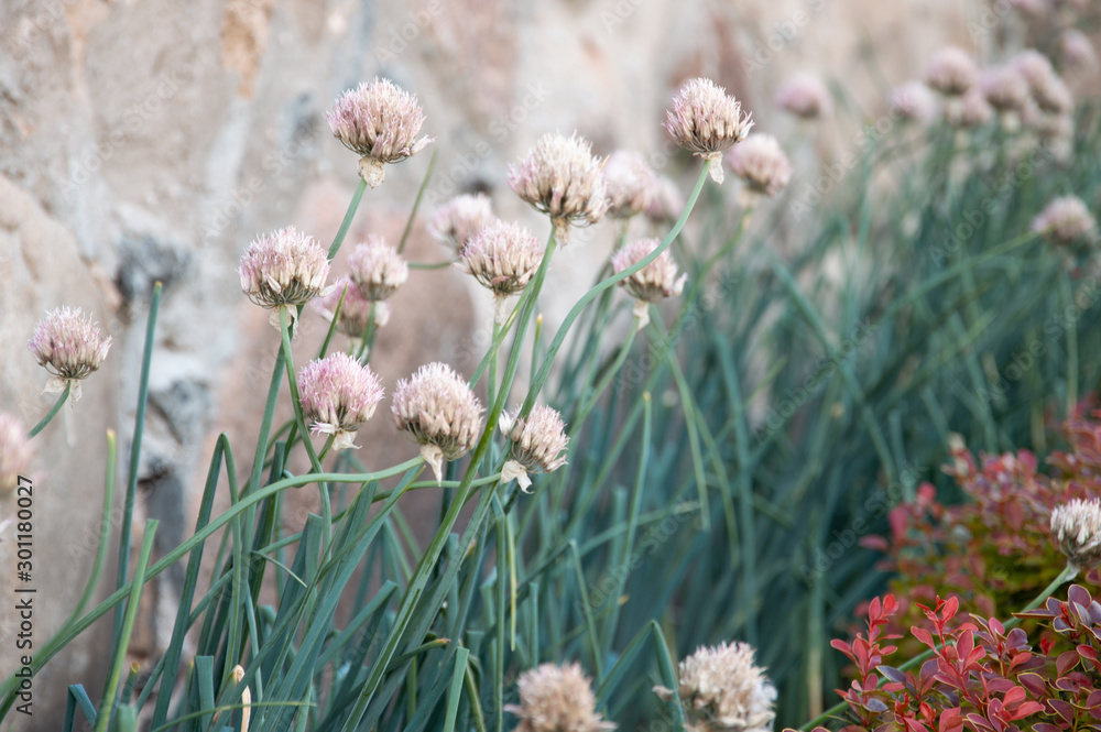 Allium flowers planted in decorative garden next to old stone wall. Selective focus. 
