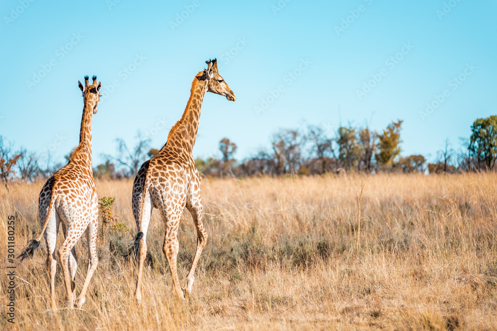 Obraz premium Giraffes herd family with baby eats in the South American savanna in a picturesque landscape with golden grass looking at the tourist during an atmospheric sunset on safari