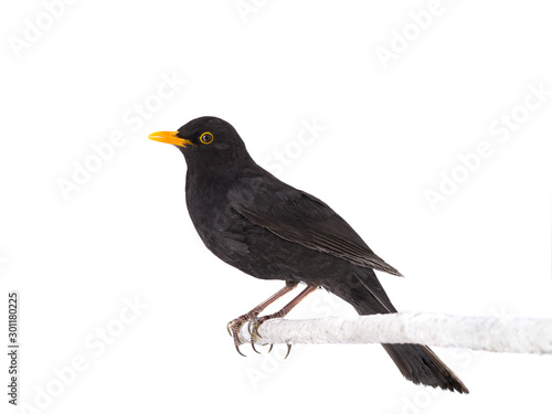 blackbird isolated on a white background.