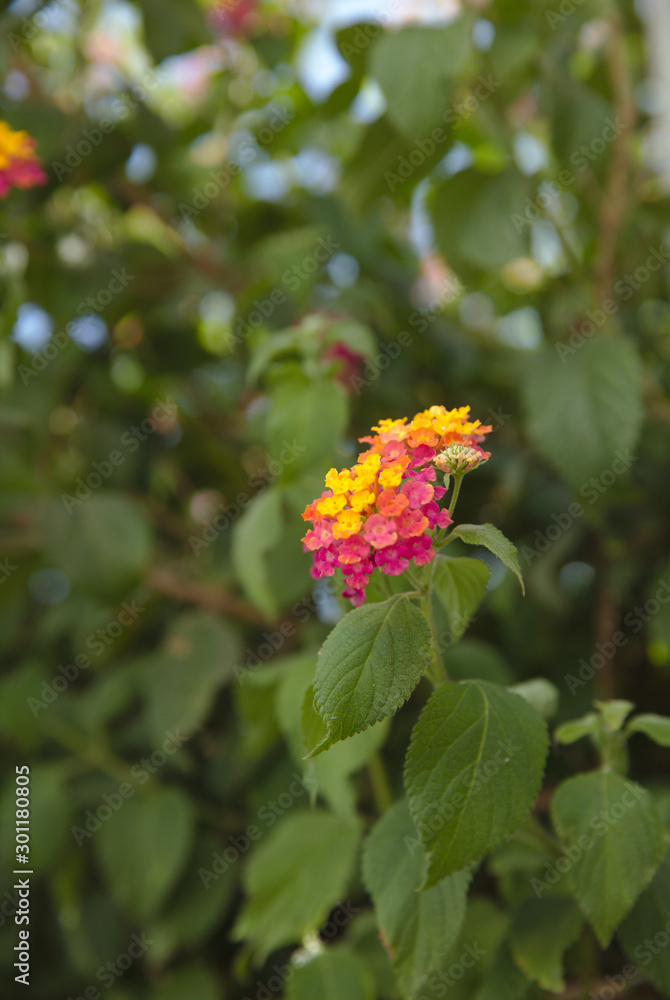 NB__8852 Colourful blossoms on roadside tree NB__8852 Colourful blossoms on roadside tree