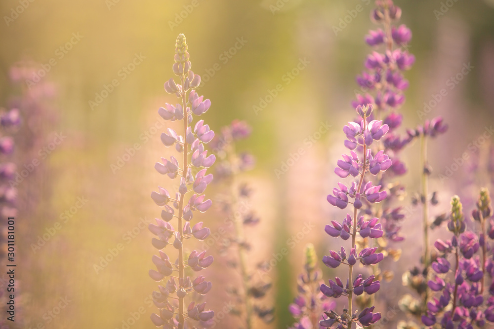 Obraz premium Blooming lupine flowers. Violet and pink lupin in meadow. Colorful bunch of lupines summer flower background.