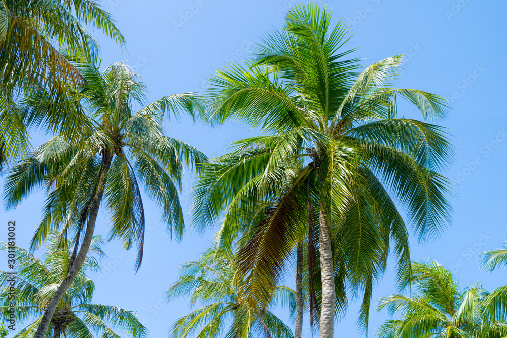Fototapeta premium Beach summer vacation holidays background with coconut palm tree