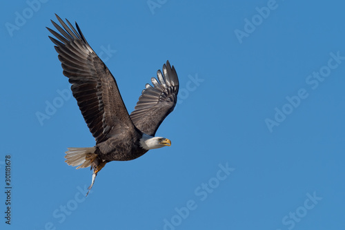 An American Bald Eagle flying with a fish.