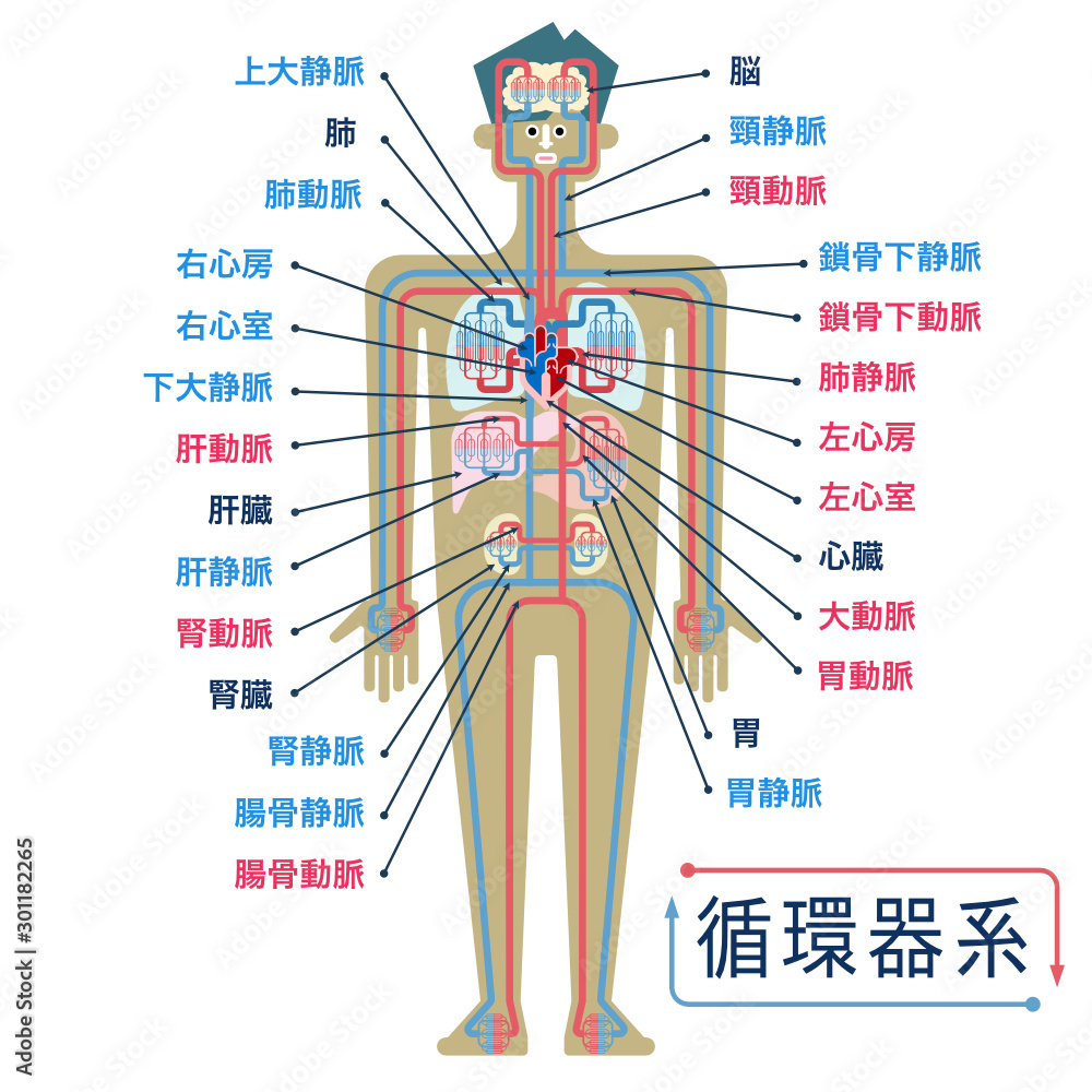 日本語で各部位の名称が記載された循環器系のシンプルなイラスト Stock Vector Adobe Stock 日本語で各部位の名称が記載された循環器系のシンプルなイラスト Stock Vector Adobe Stock