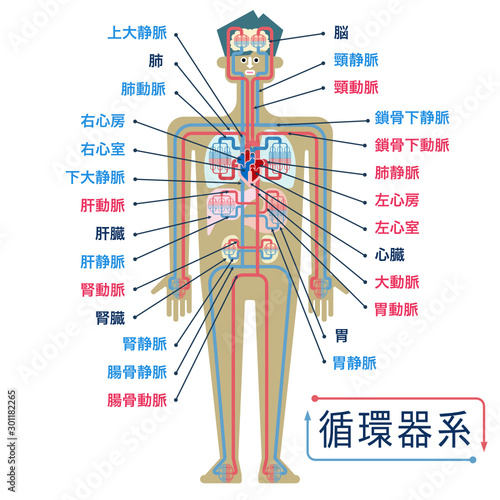 日本語で各部位の名称が記載された循環器系のシンプルなイラスト