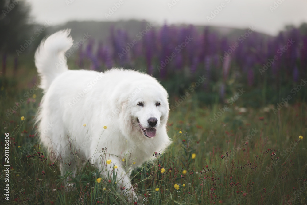 happy maremma sheepdog. Big white dog breed maremmano abruzzese shepherd strolling in the field of lupines at sunset.