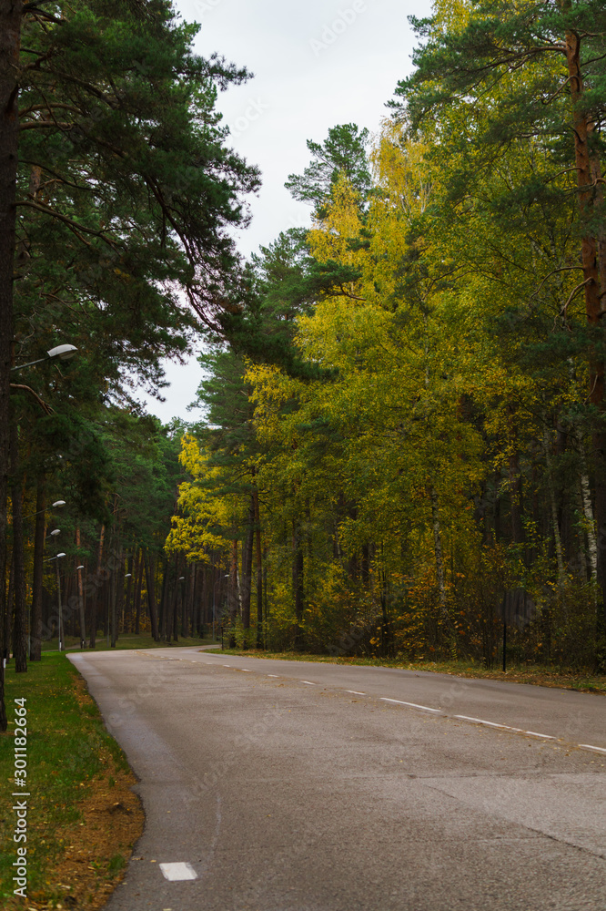 Road in the forest, surrounded by colorful trees. Autumn landscape.