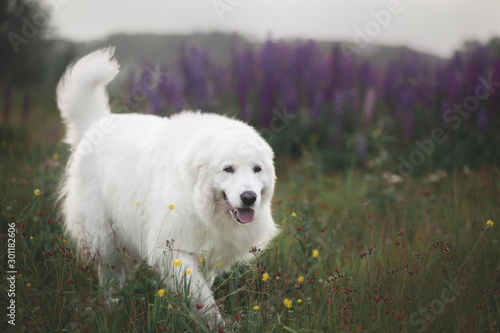 happy maremma sheepdog. Big white dog breed maremmano abruzzese shepherd strolling in the field of lupines at sunset.