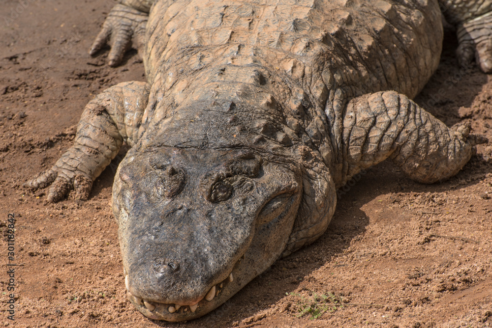 A sunbathing crocodile enjoy the sun rays on the ground A sunbathing crocodile enjoy the sun rays on the ground