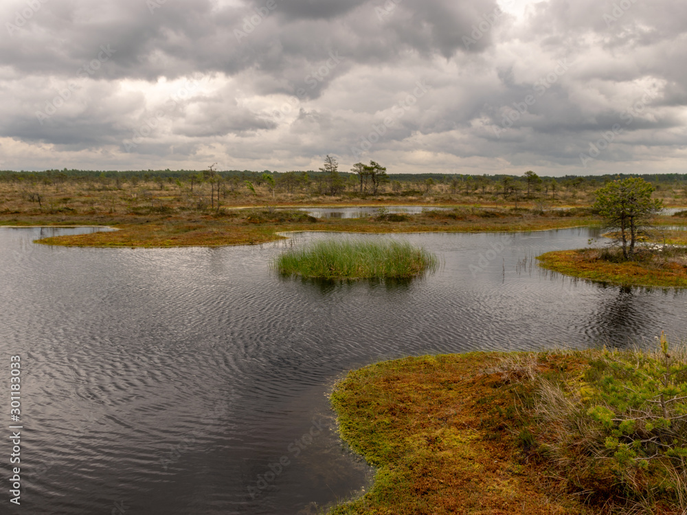 landscape with bog lake and small islands, bog pines and water reflections landscape with bog lake and small islands, bog pines and water reflections