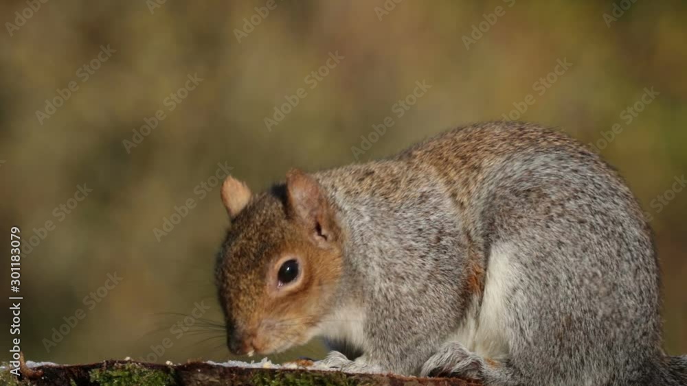Grey Squirrel Close Up, Feeding, Colorful Sunny Winter Day. Grey Squirrel Close Up, Feeding, Colorful Sunny Winter Day.