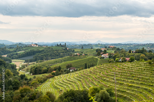 Wine region of Jeruzalem in Slovenia
