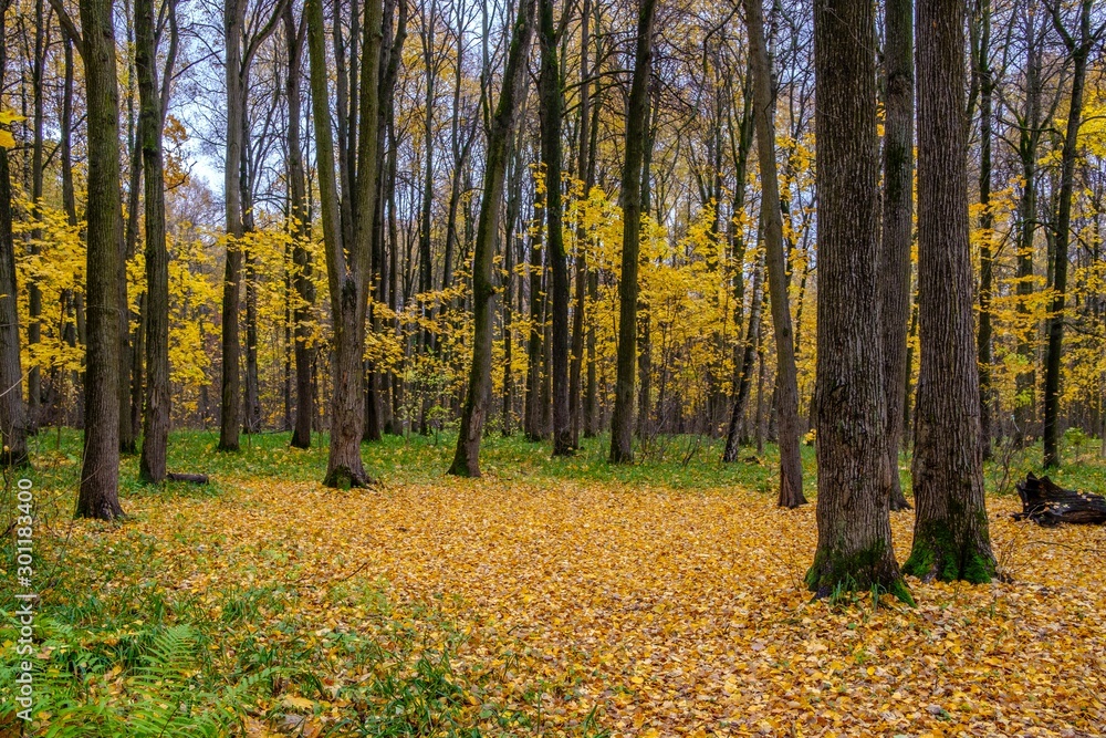 Obraz premium Golden forest in late autumn on a cloudy day. The natural beauty of Russian nature.