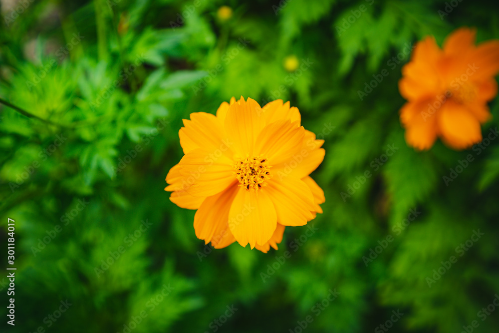Close up Yellow cosmos flowers or Sulfur Cosmos in the park in the middle of the forest and green nature park and beautiful abstract blur and bokeh background. Close up Yellow cosmos flowers or Sulfur Cosmos in the park in the middle of the forest and green nature park and beautiful abstract blur and bokeh background.