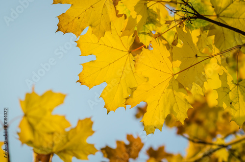 Yellow autumn leaves of deciduous trees-background