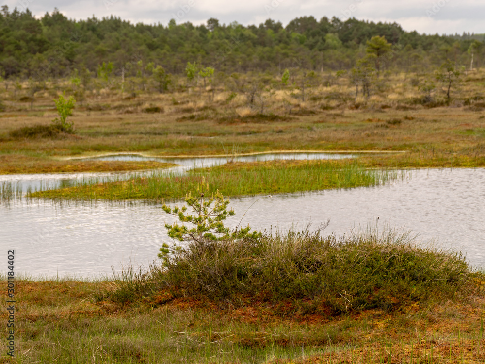landscape with bog lake and small islands, bog pines and water reflections landscape with bog lake and small islands, bog pines and water reflections