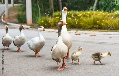 A goose and the duck's family walkind down the street
