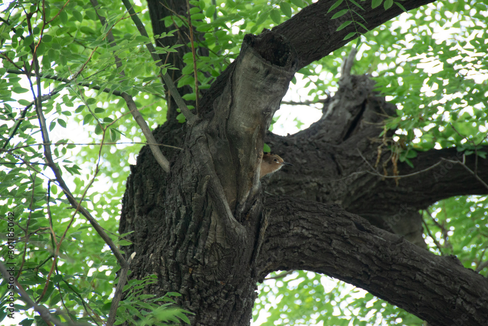 Fototapeta premium 野鳥が止まった木 天壇公園 北京 中国