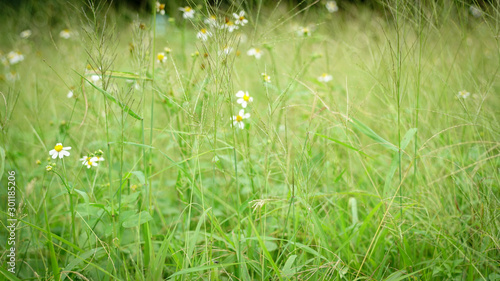 Flower fields and grass flowers
