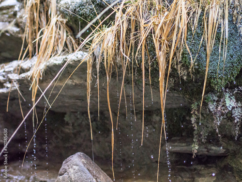 Herbs dripping on the edge of a river photo