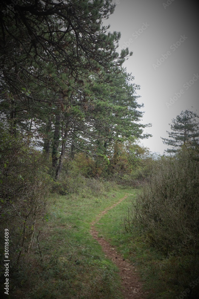 chemin forestier en Bourgogne