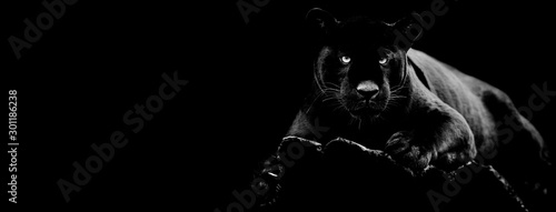 Fototapeta Czarny jaguar z czarnym tłem