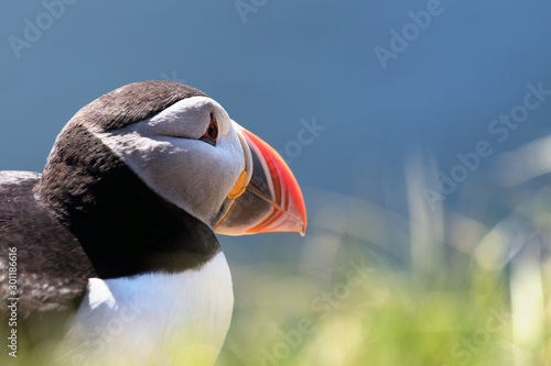 Closeup portrait of a puffi...
