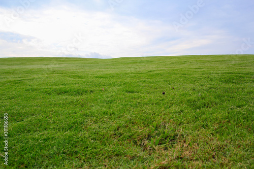 field of green grass and blue sky