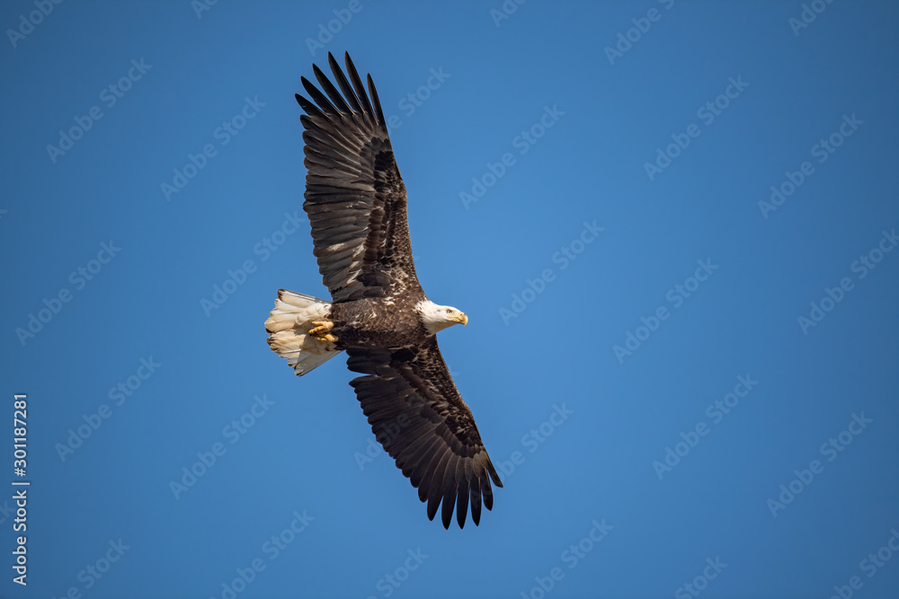 An American Bald Eagle in flight against a white sky. An American Bald Eagle in flight against a white sky.