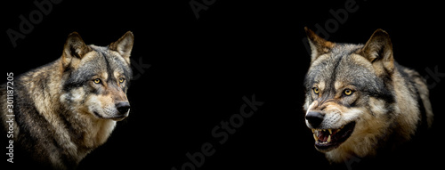 Billede på lærred Grey wolf with a black background