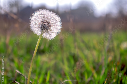 dandelion on a background of green grass. Nature photography.