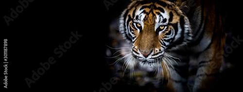 Fototapeta Tygrys z czarnym tłem