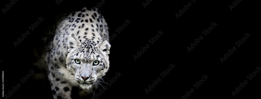 Snow leopard with a black background