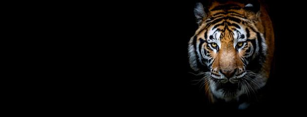 Tiger with a black background