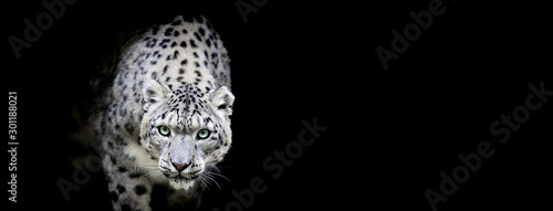 Obraz na płótnie Snow leopard with a black background w salonie