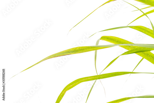 Studio shot organic sugarcane leaves green isolated on white