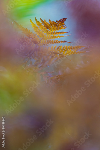 Gorgeous ferns in autumn season