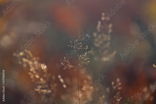 Misty landscape into a dense forest