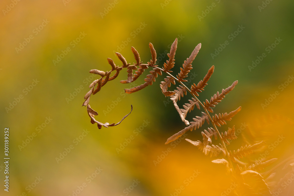 Gorgeous ferns in autumn season