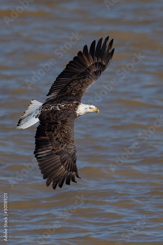 An American Bald Eagle in flight over a river. © RGL Photography