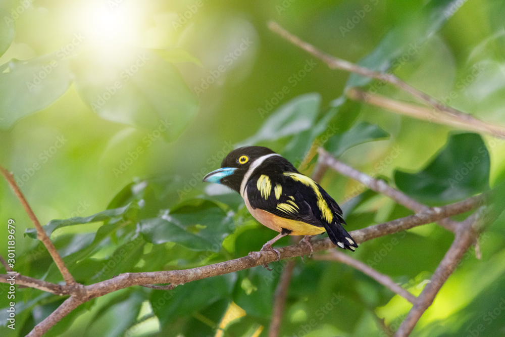 Fototapeta premium Black and yellow Broadbill, Bird beautiful color Black and Yellow Broadbill Eury laimus ocromalus small cute